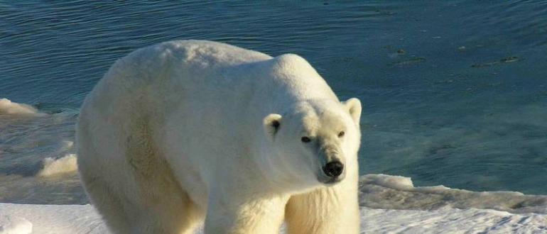 Интересные факты о белом медведе: описание и особенности Где живут белые медведи