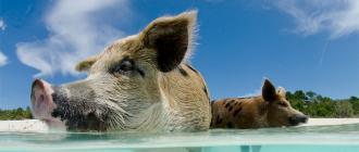 Плавающие свиньи на багамах
