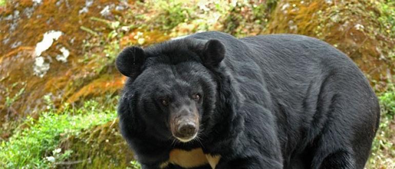 В сша убит гигантский медведь-людоед, самый большой медведь гризли, когда-либо добытый в мире Кто больше гризли или белый